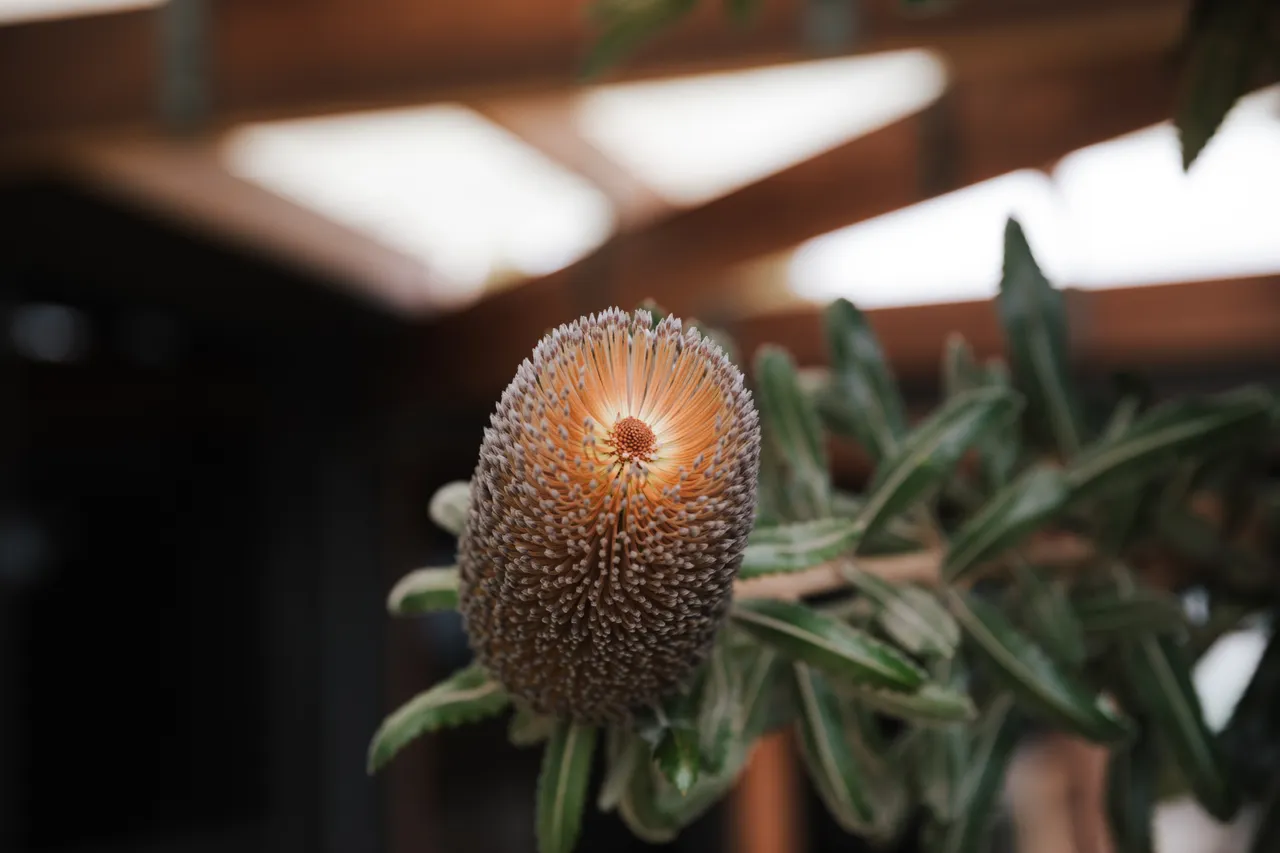 Spring Bay Mill Banksia Tree