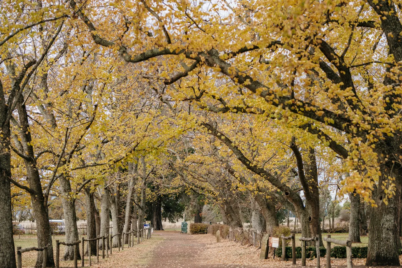 Evandale Streetscape