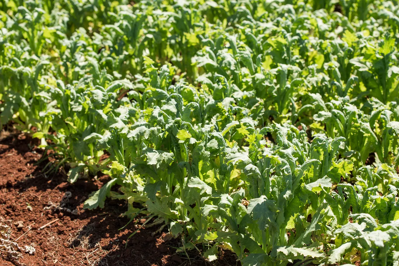 North West Agriculture