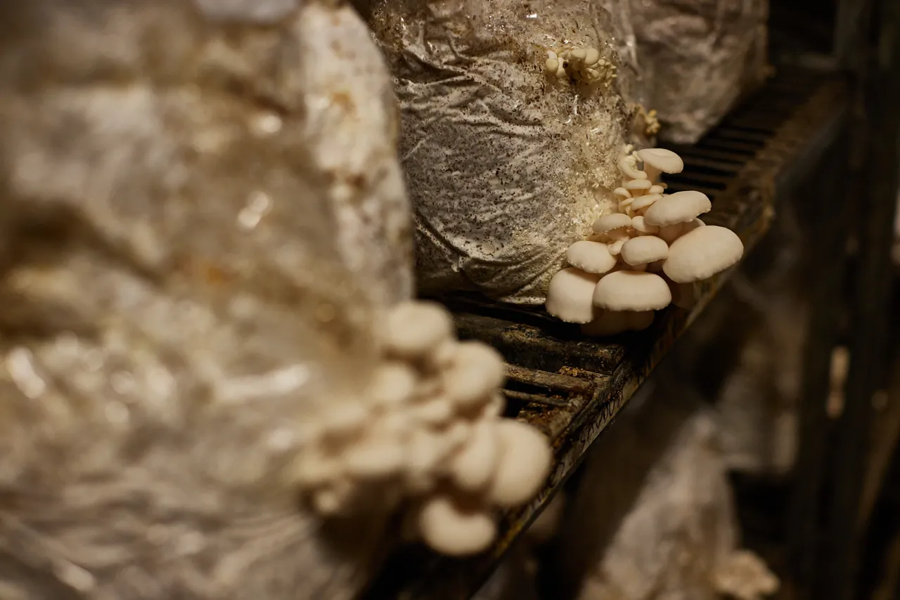 Tunnel Hill Mushrooms
