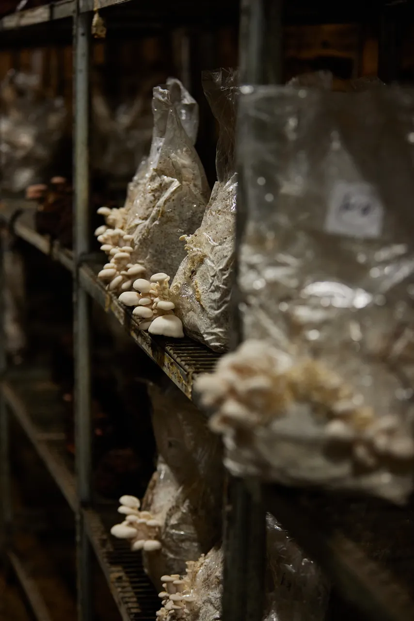 Tunnel Hill Mushrooms