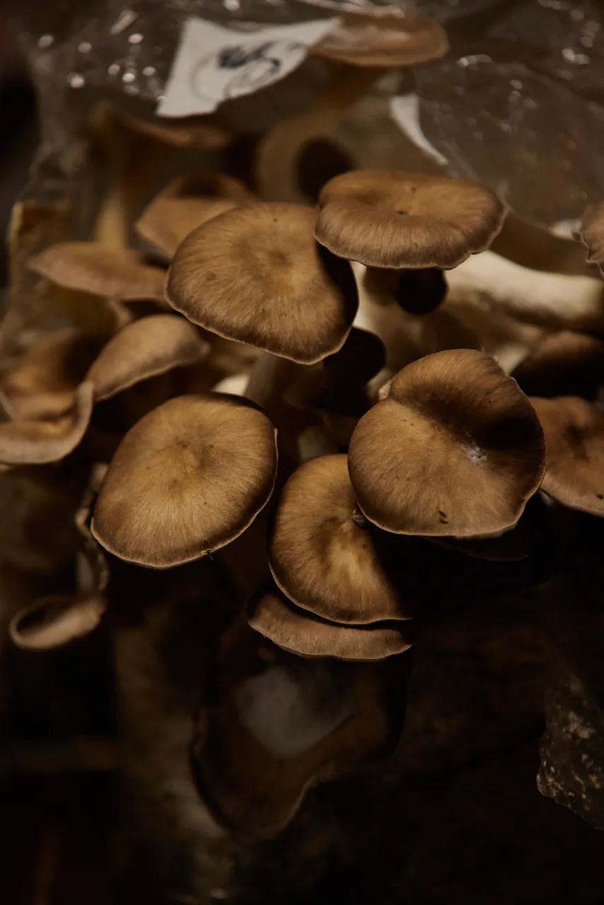 Tunnel Hill Mushrooms