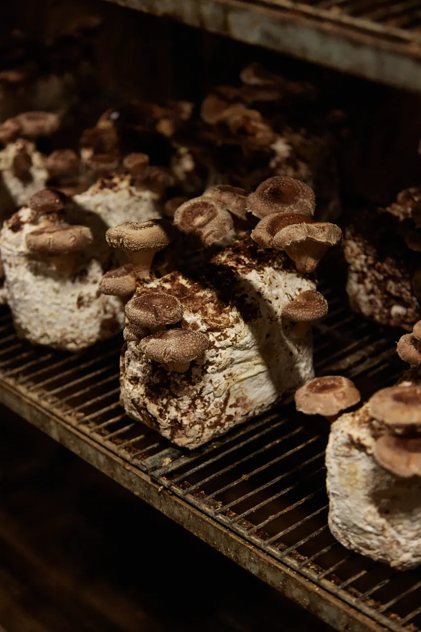 Tunnel Hill Mushrooms