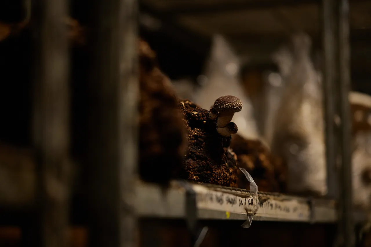 Tunnel Hill Mushrooms