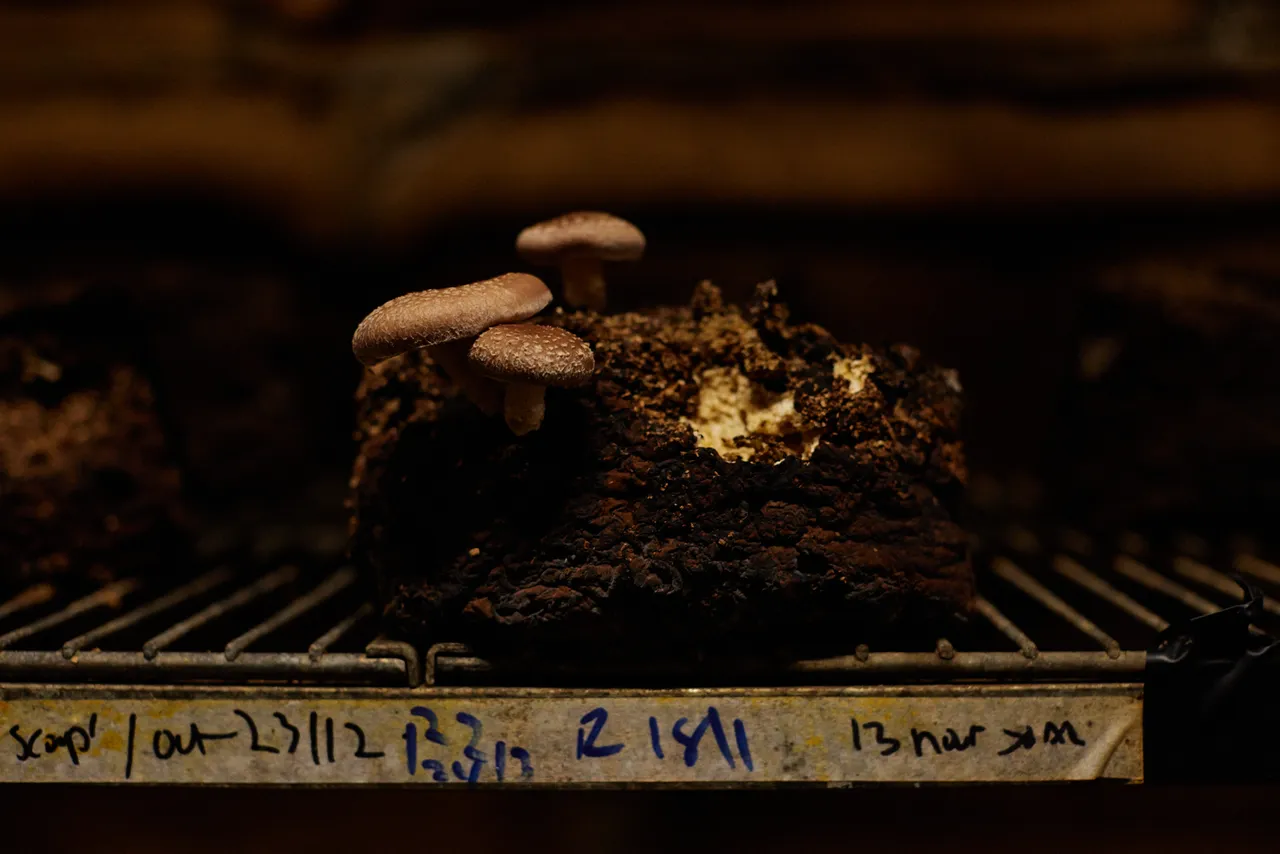 Tunnel Hill Mushrooms
