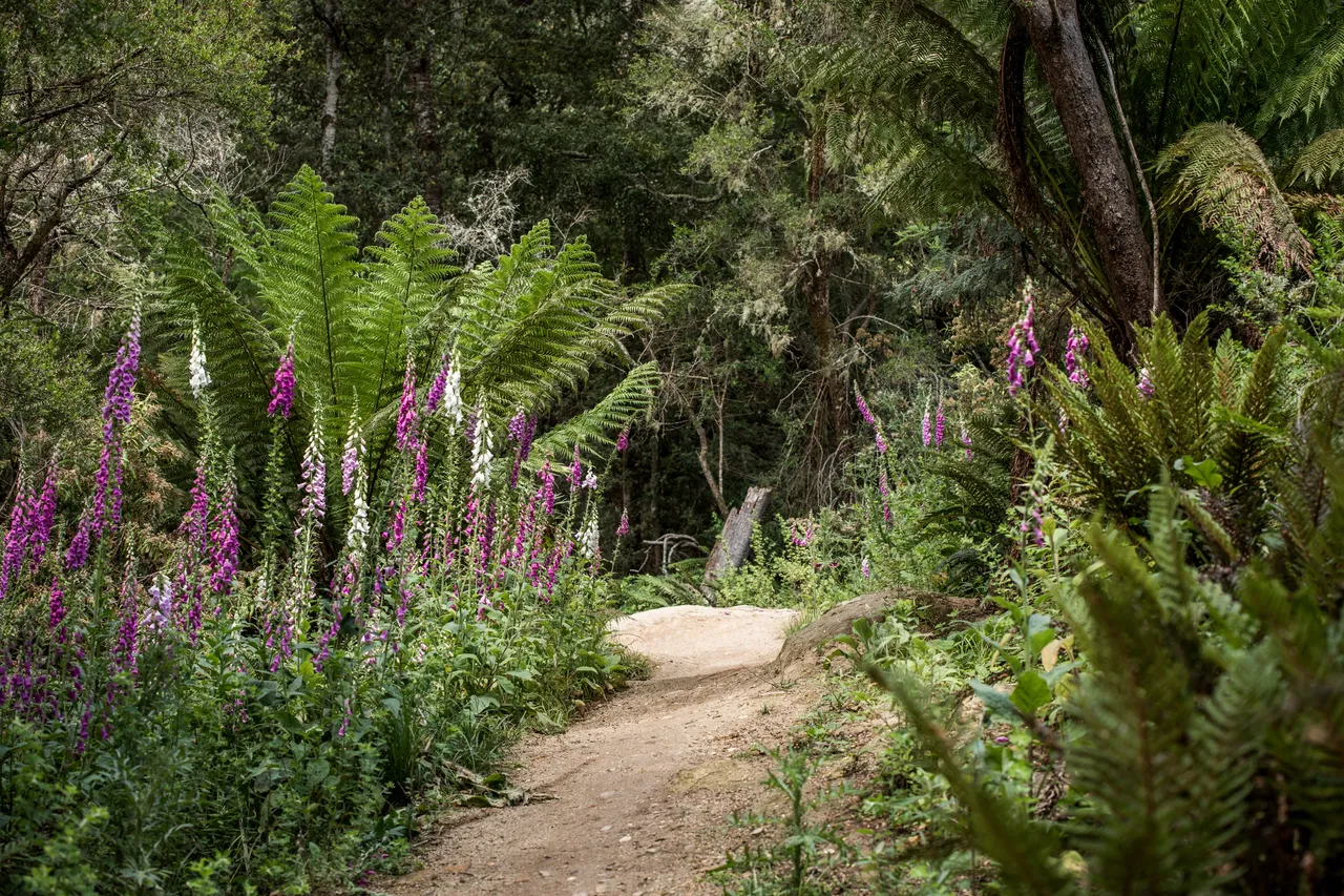Blue Derby Mountain Bike Trails