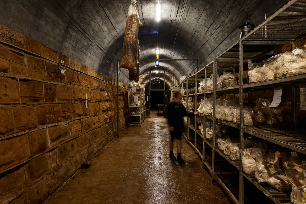 Tunnel Hill Mushrooms