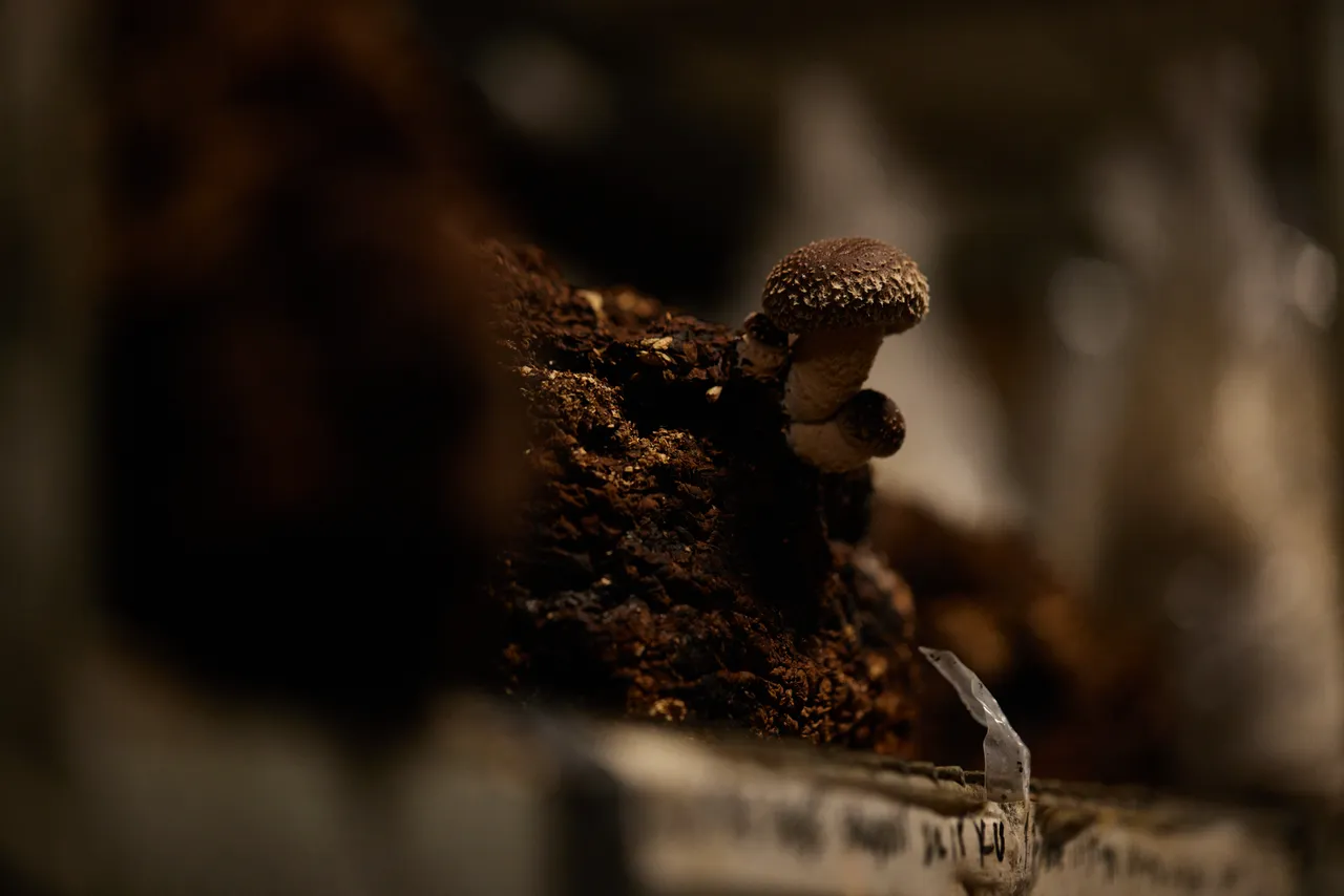Tunnel Hill Mushrooms
