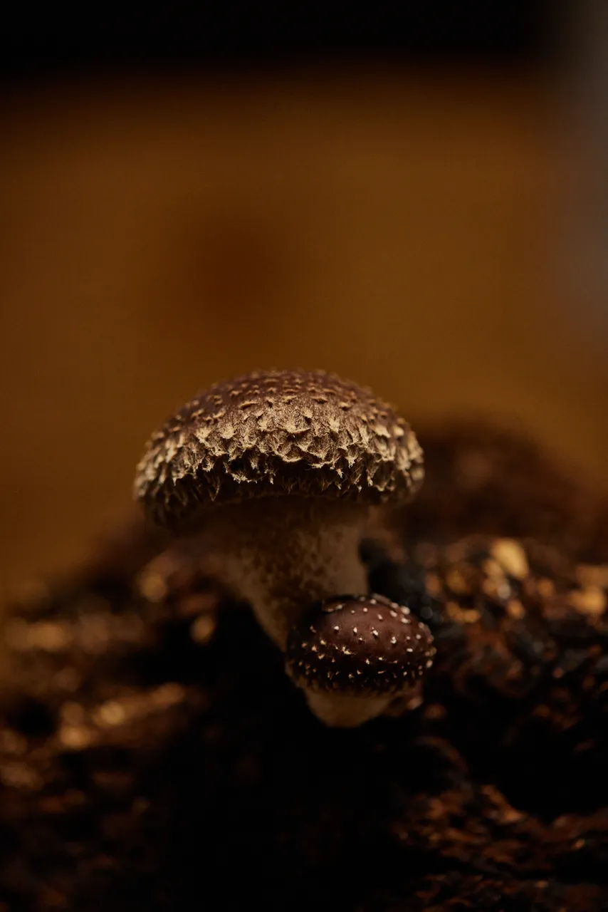 Tunnel Hill Mushrooms