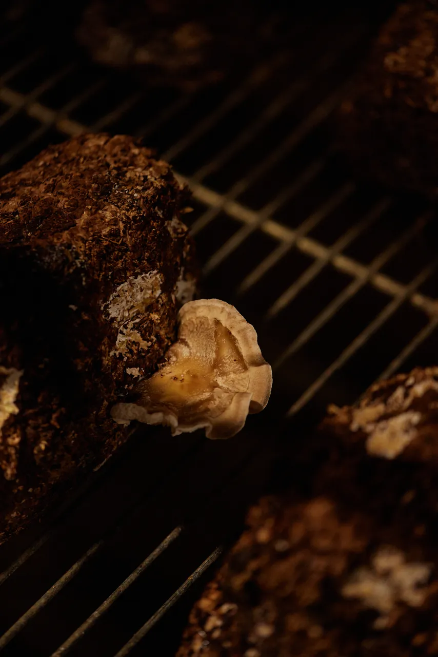Tunnel Hill Mushrooms