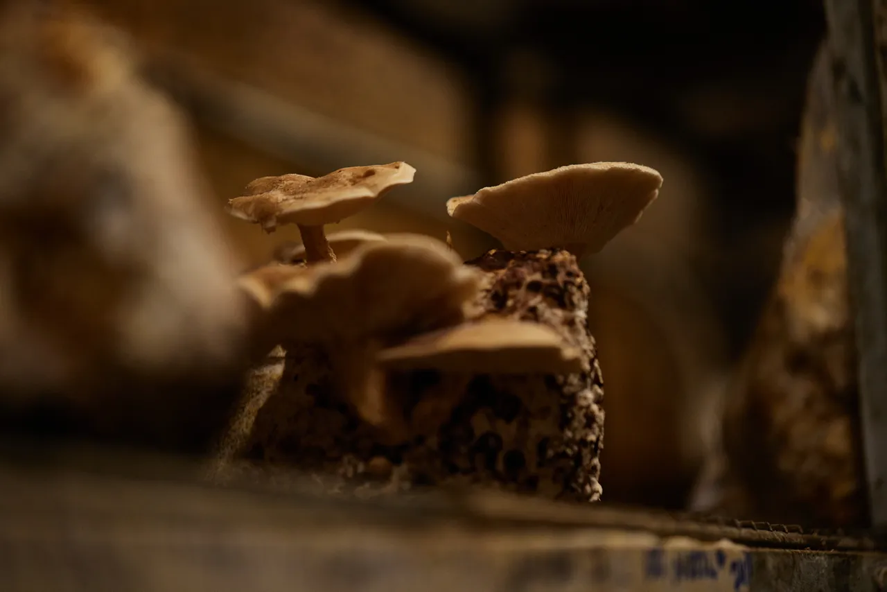 Tunnel Hill Mushrooms