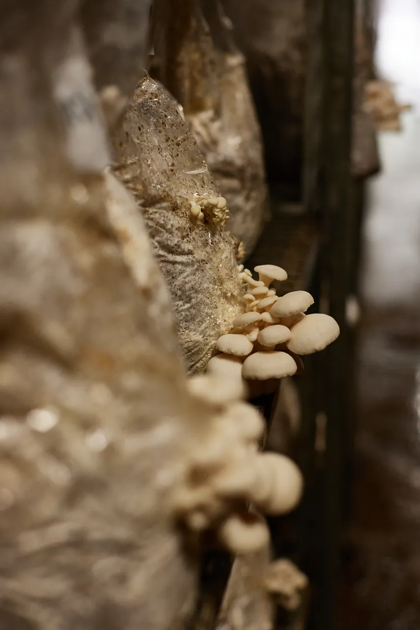 Tunnel Hill Mushrooms