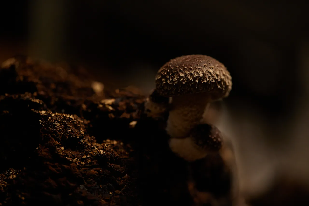 Tunnel Hill Mushrooms