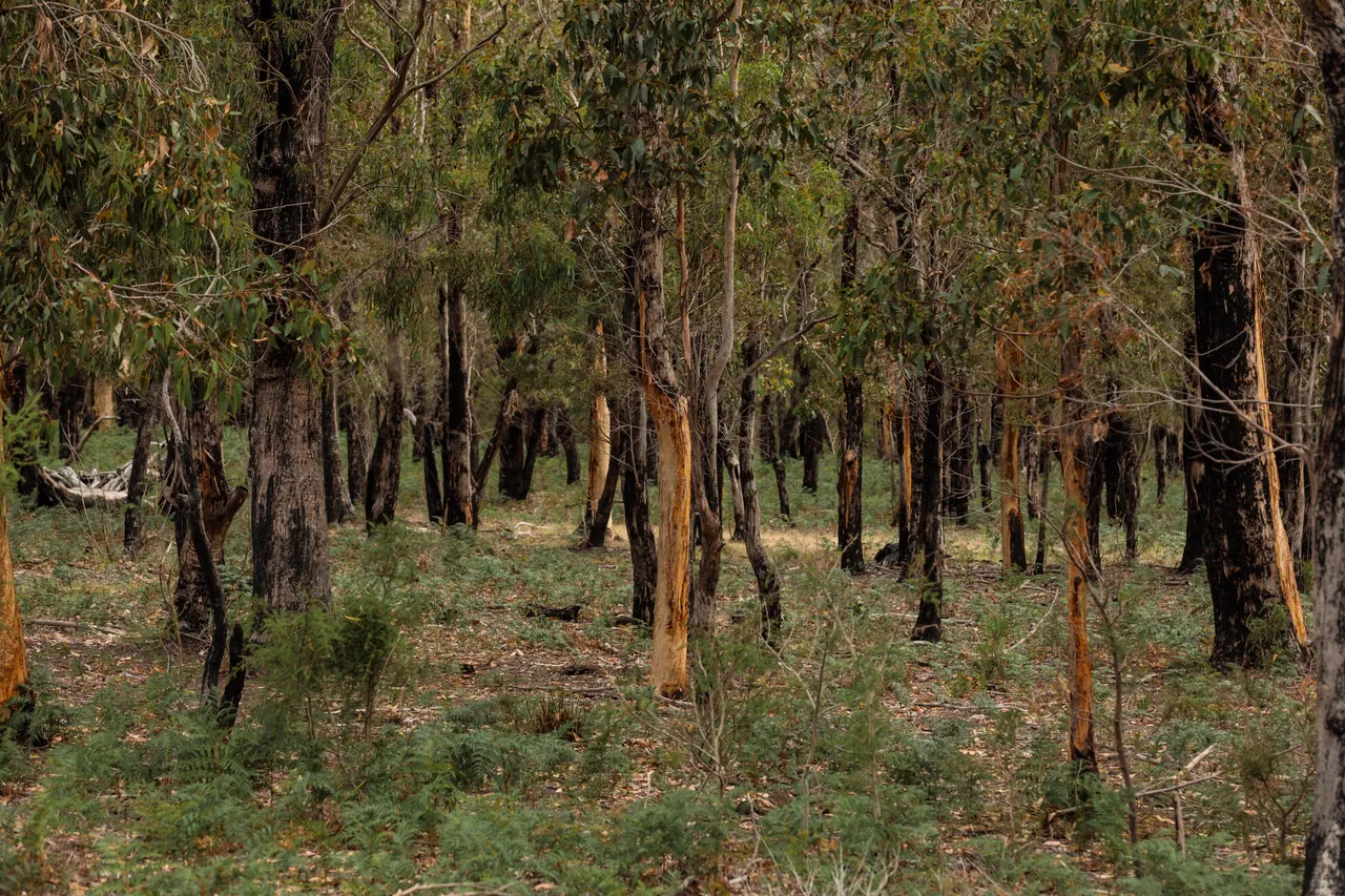 Scorched Bark