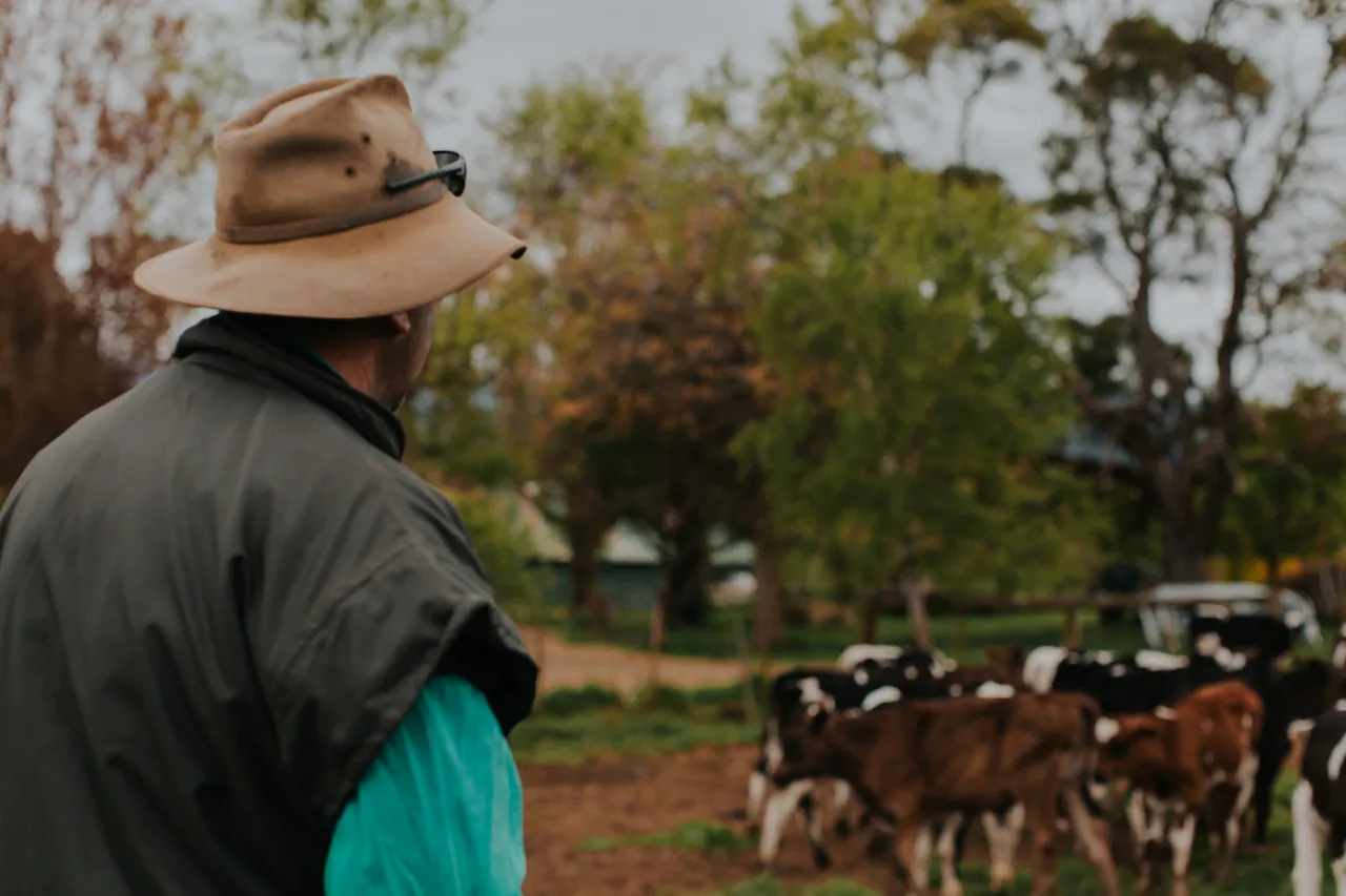 Ashgrove Cows