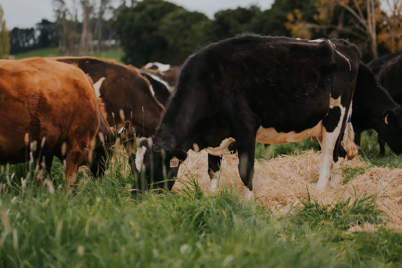 Ashgrove Cows