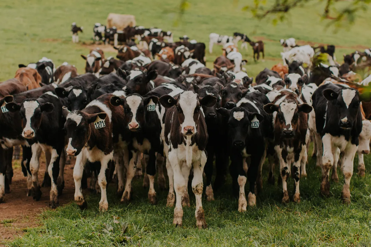 Ashgrove Cows