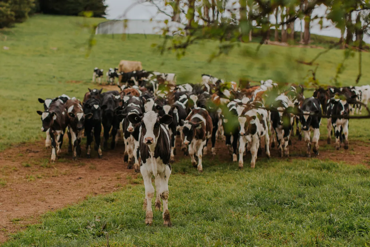 Ashgrove Cows