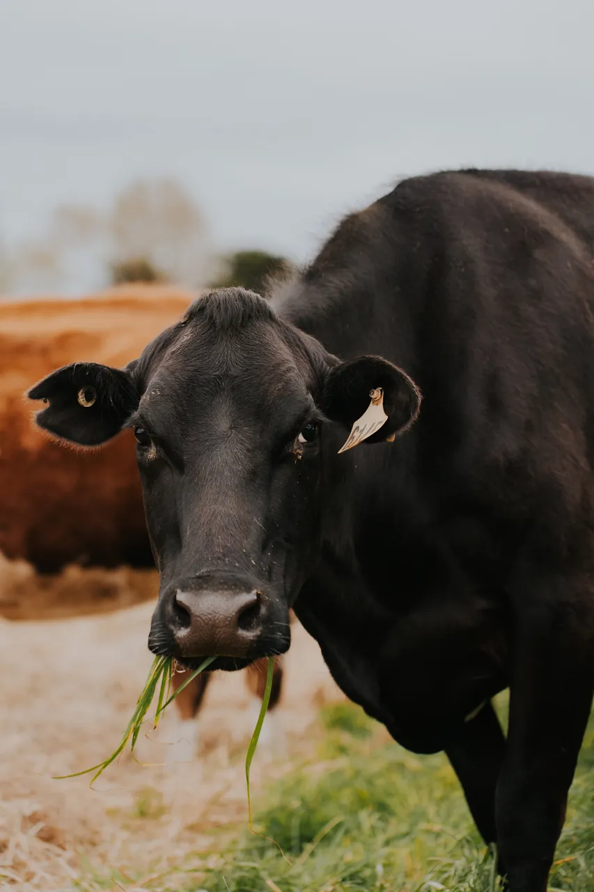 Ashgrove Cows