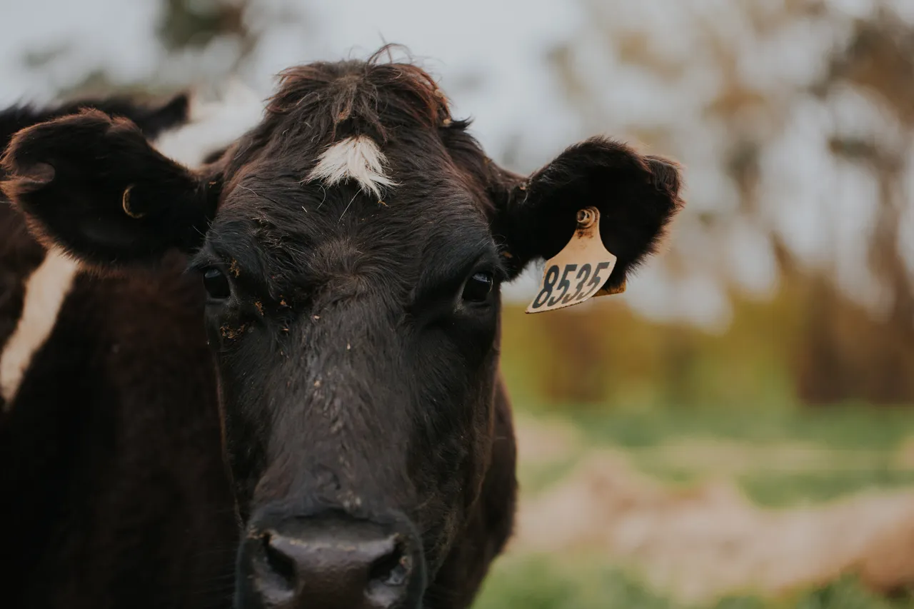 Ashgrove Cows