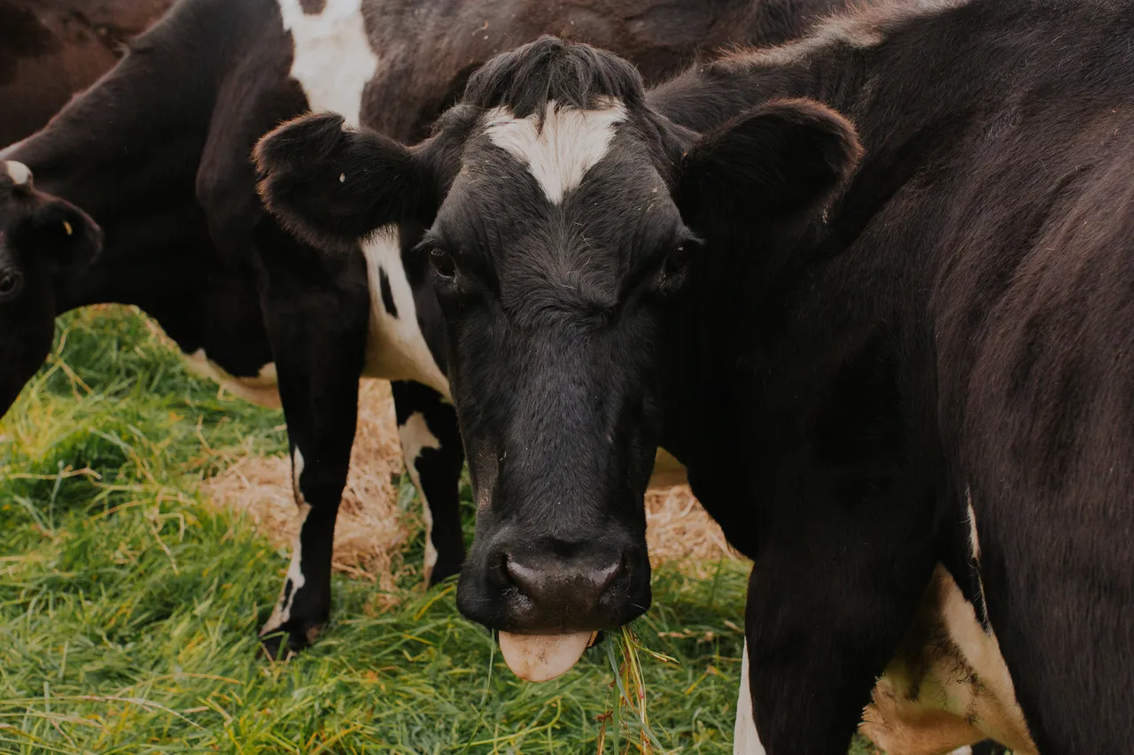 Ashgrove Cows