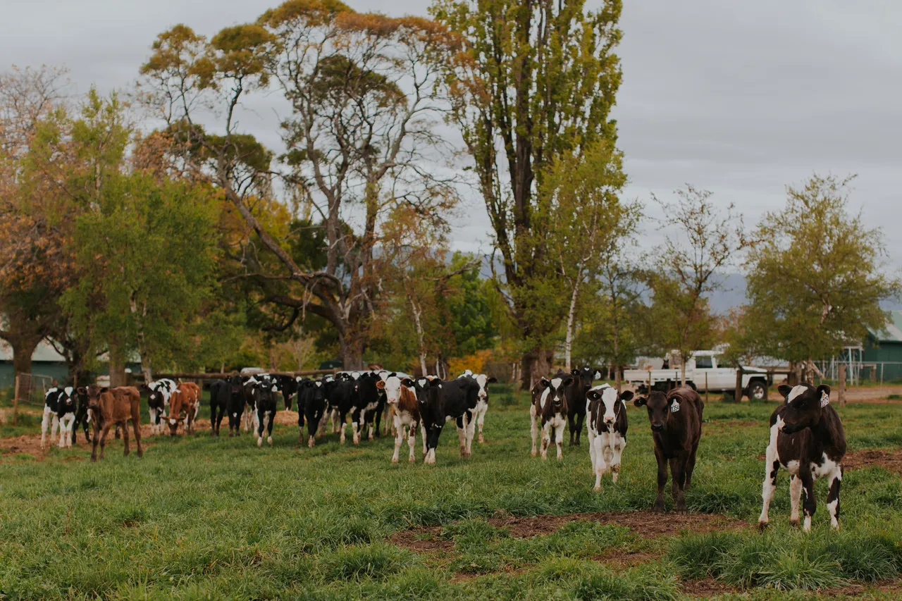 Ashgrove Cows