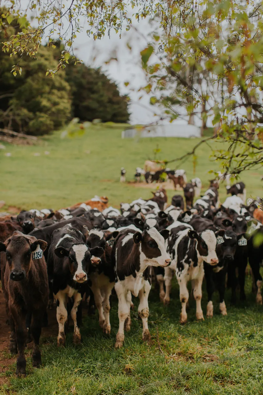 Ashgrove Cows