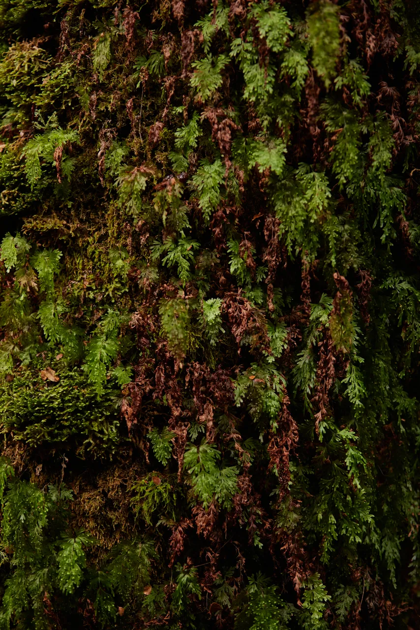Ferns