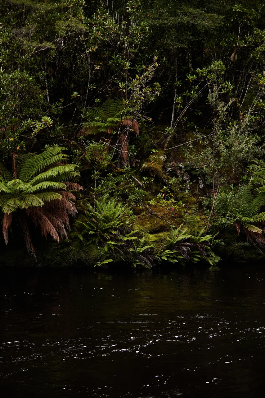 Ferns