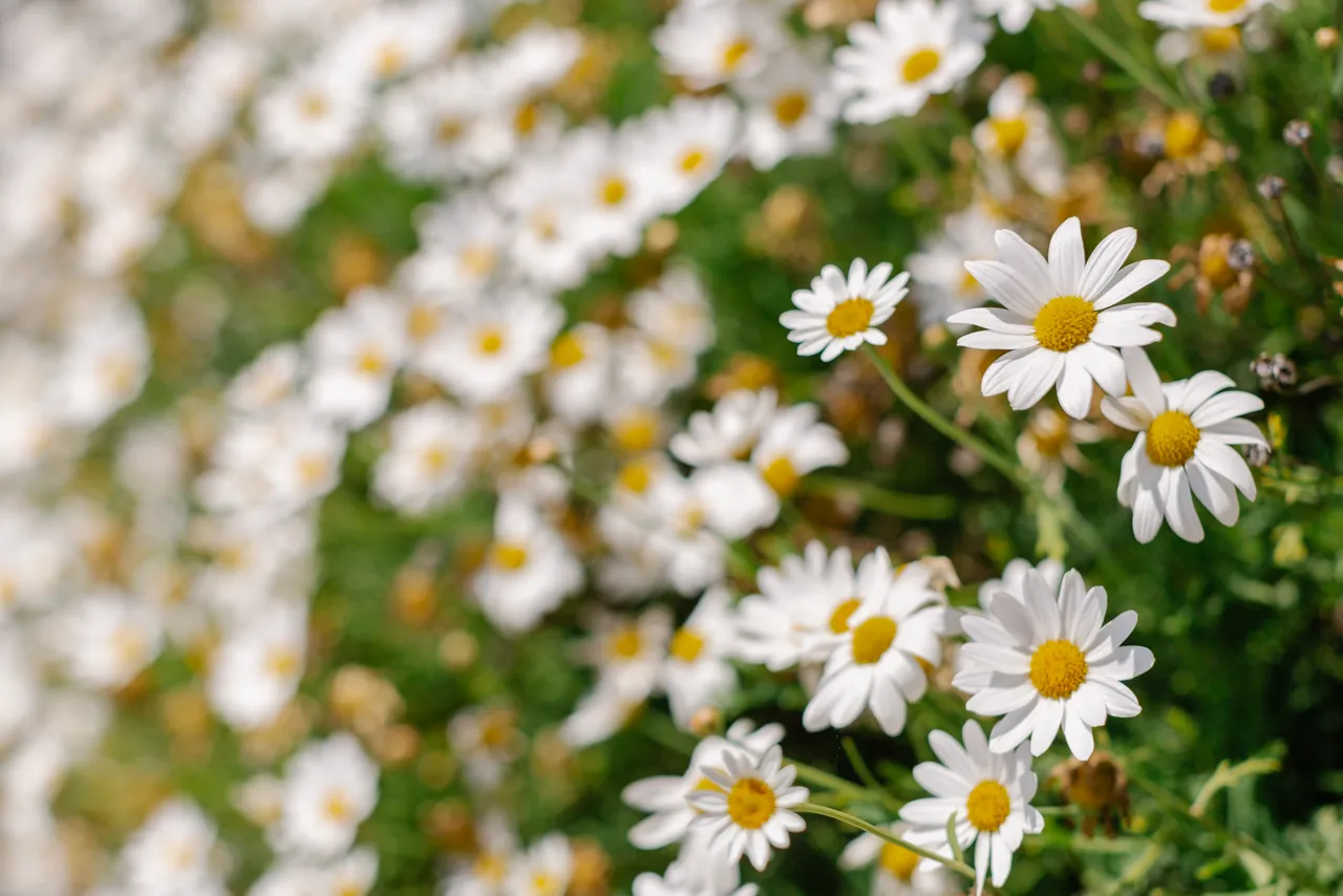 Daisies