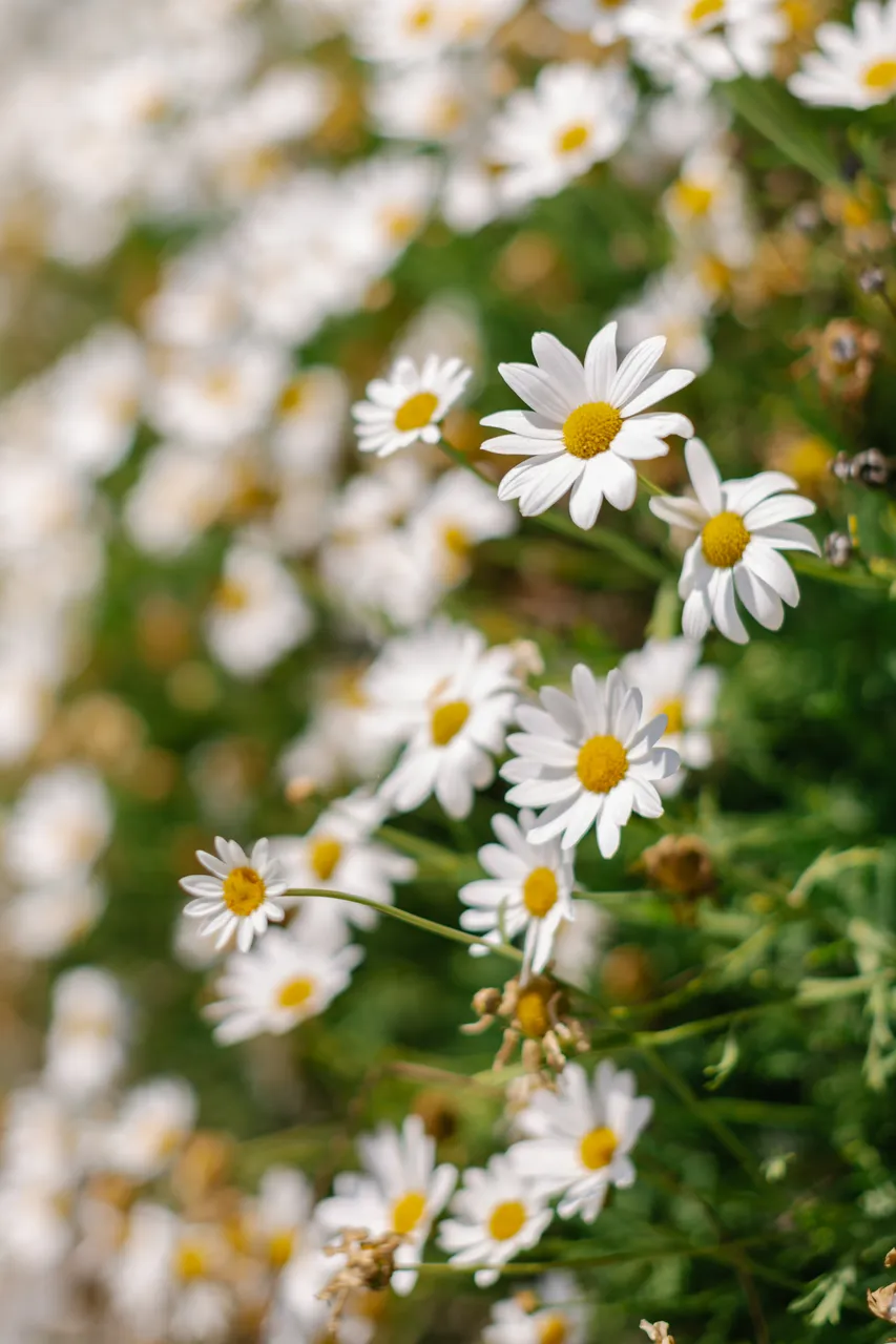 Daisies