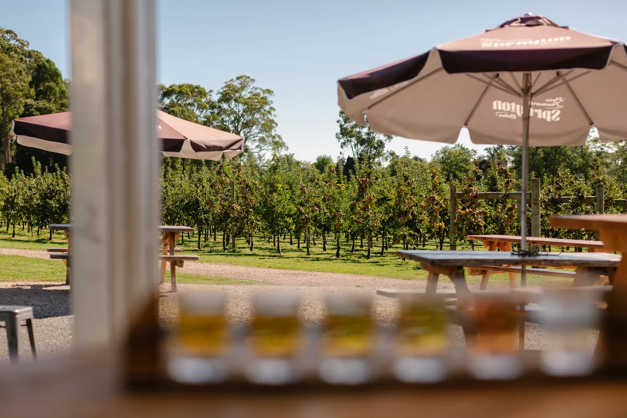 Cider Tasting