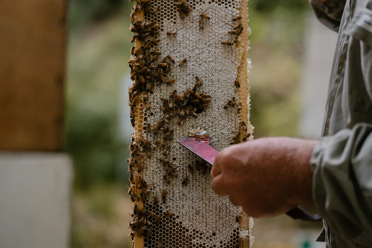 Beekeeping