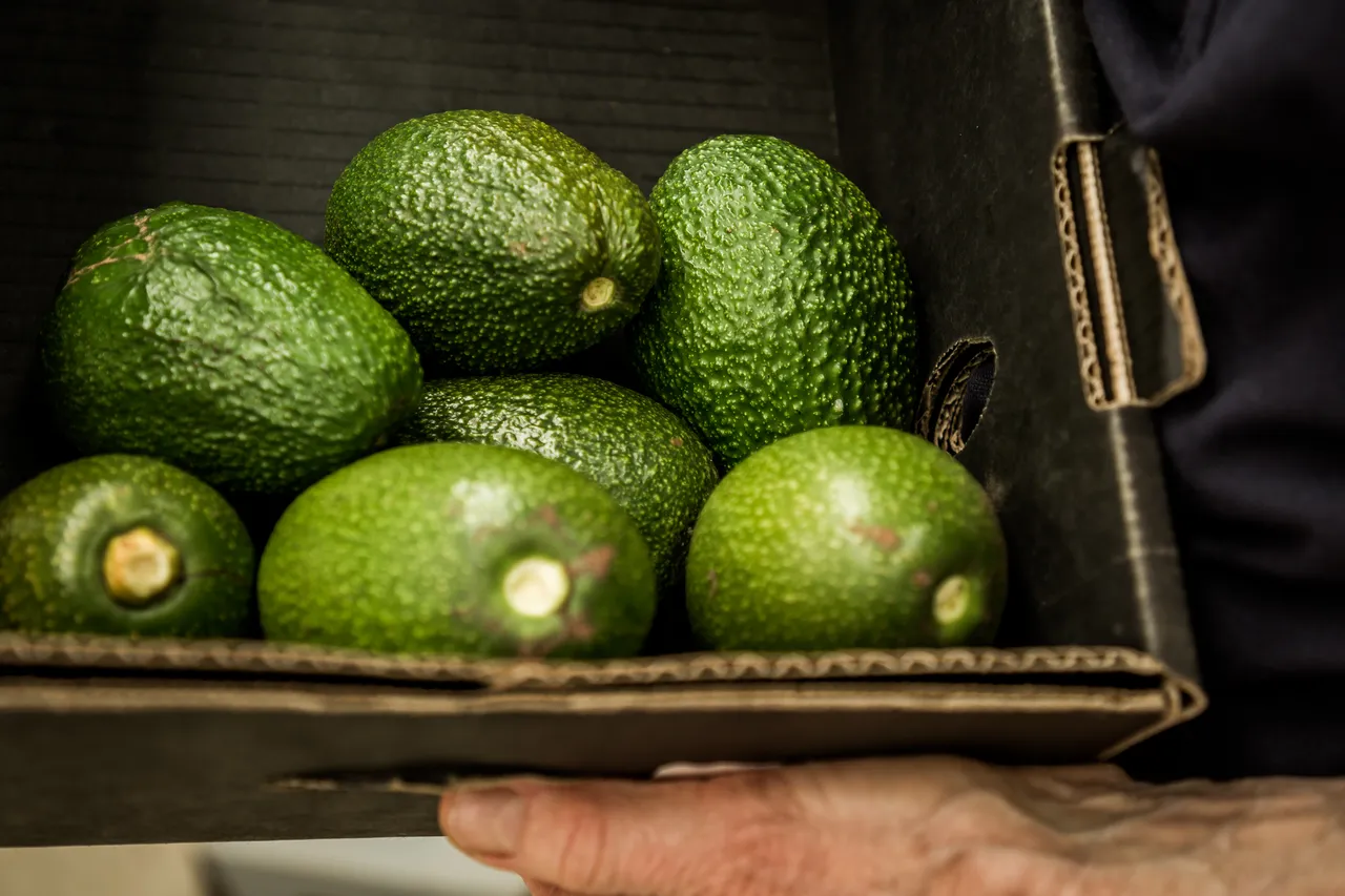 Avoland Avocados