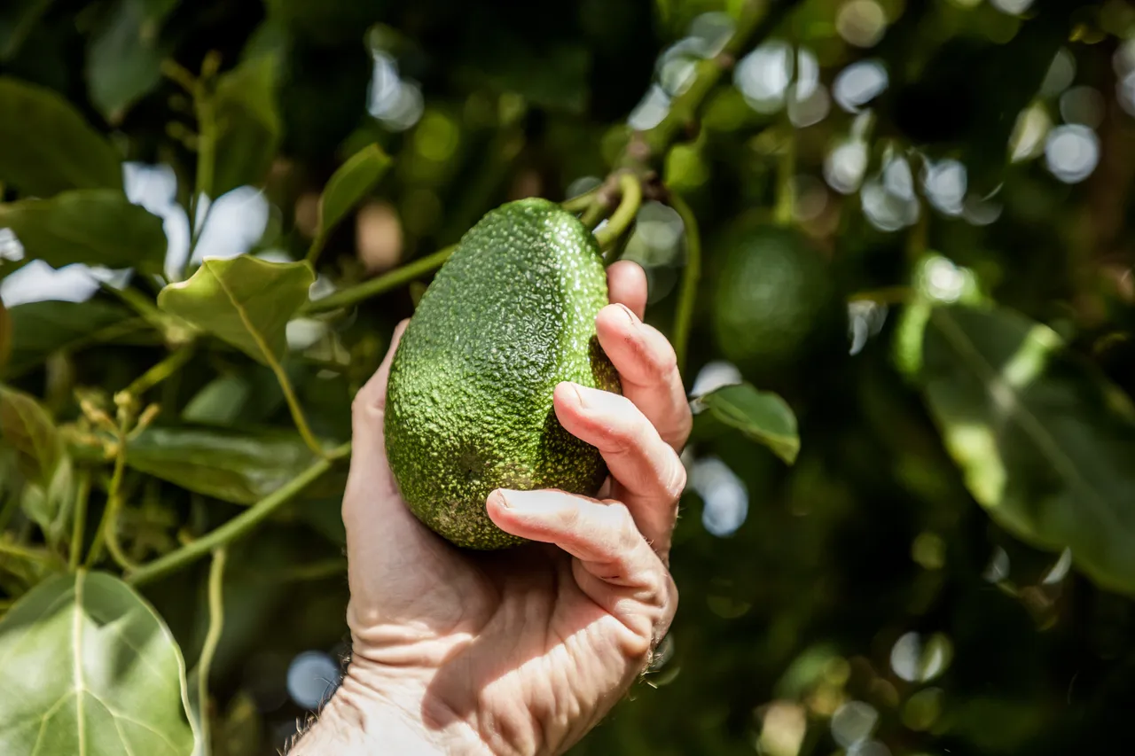 Avoland Avocados
