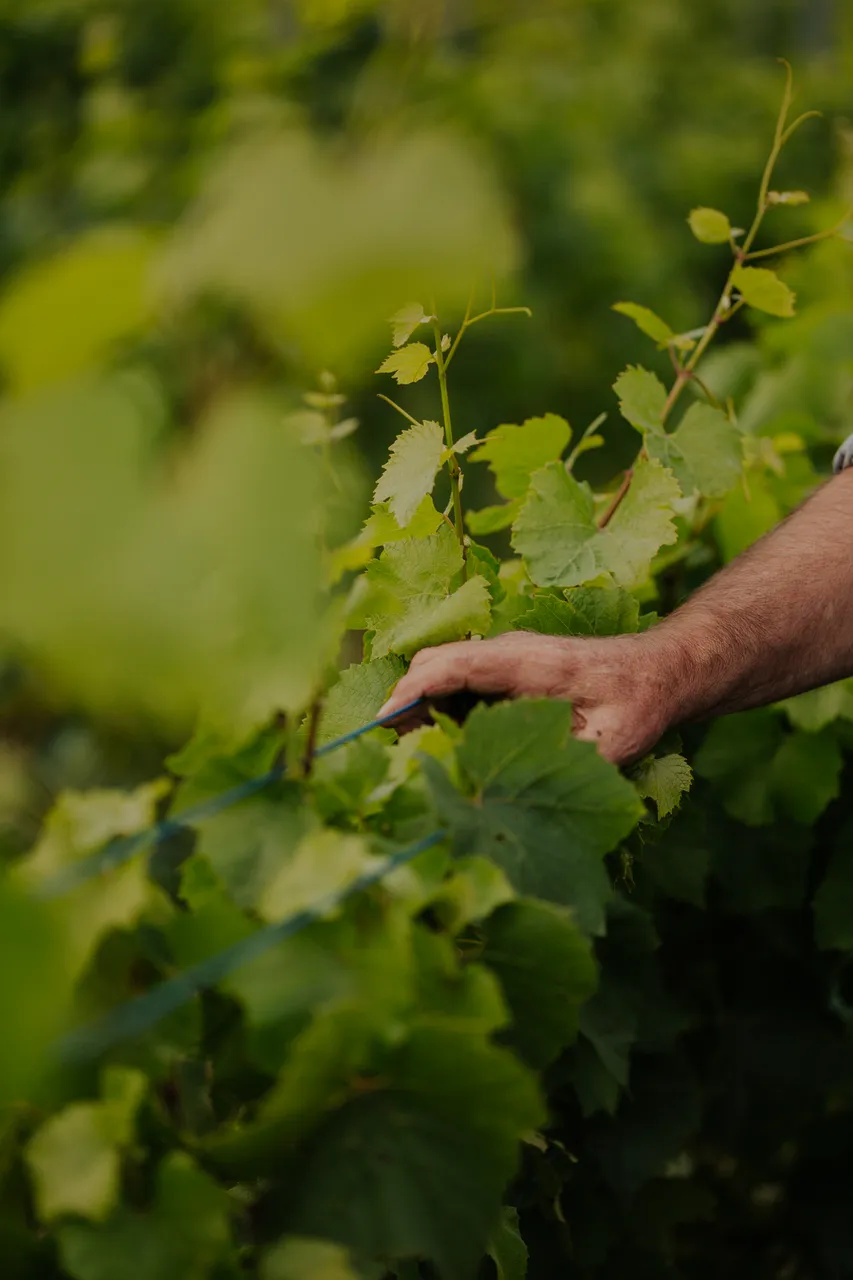 Vineyard