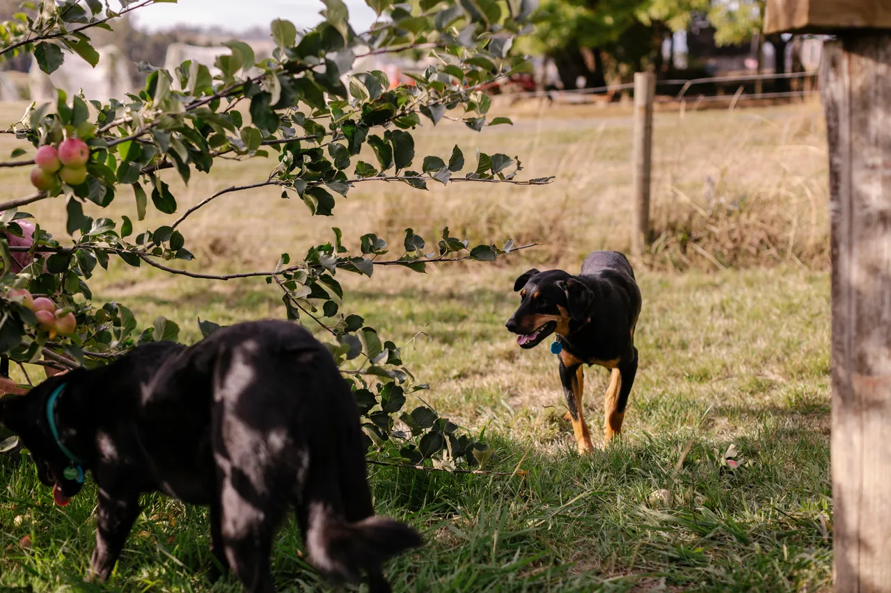 Orchard Dogs