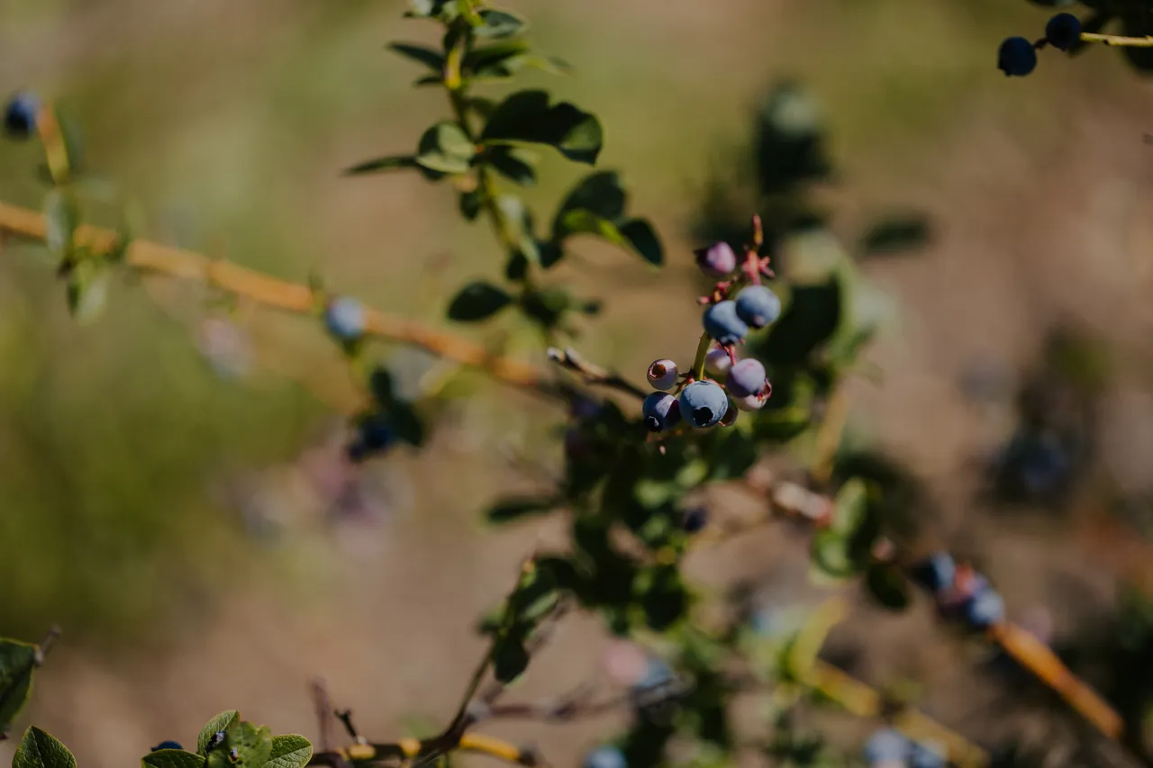 Blueberries