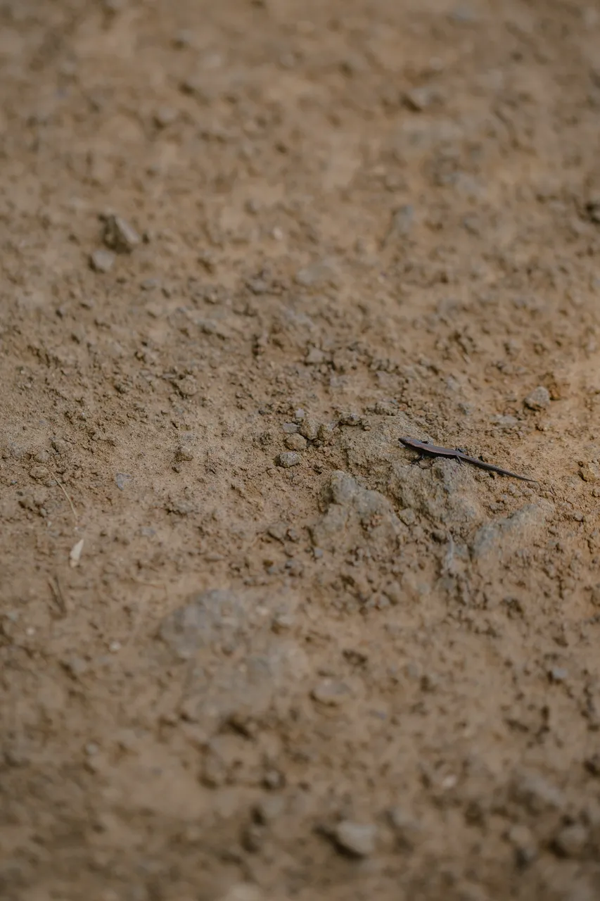 Skink