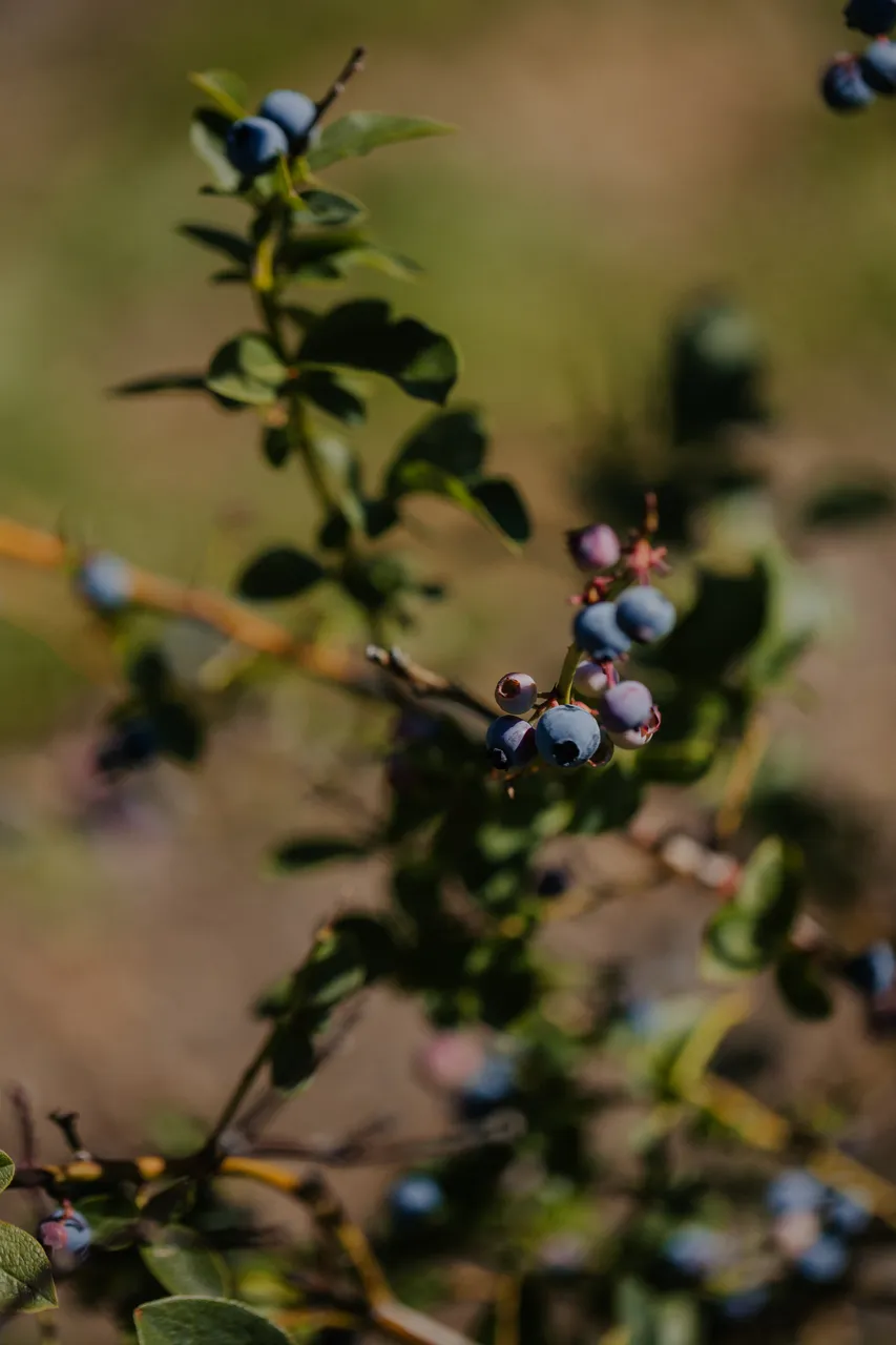 Blueberries