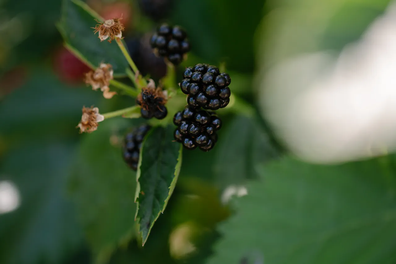 Blackberries