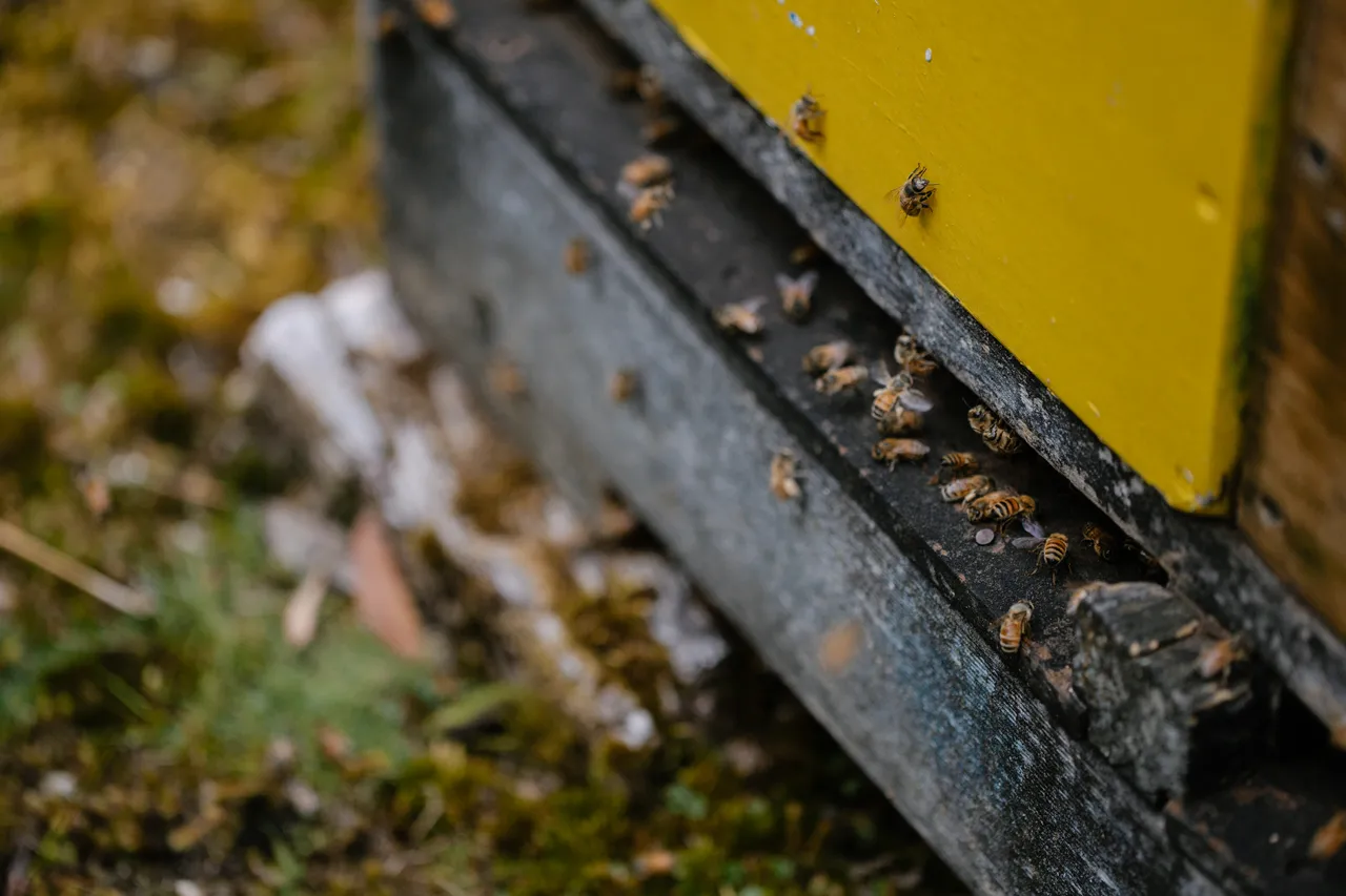 Bee Hives