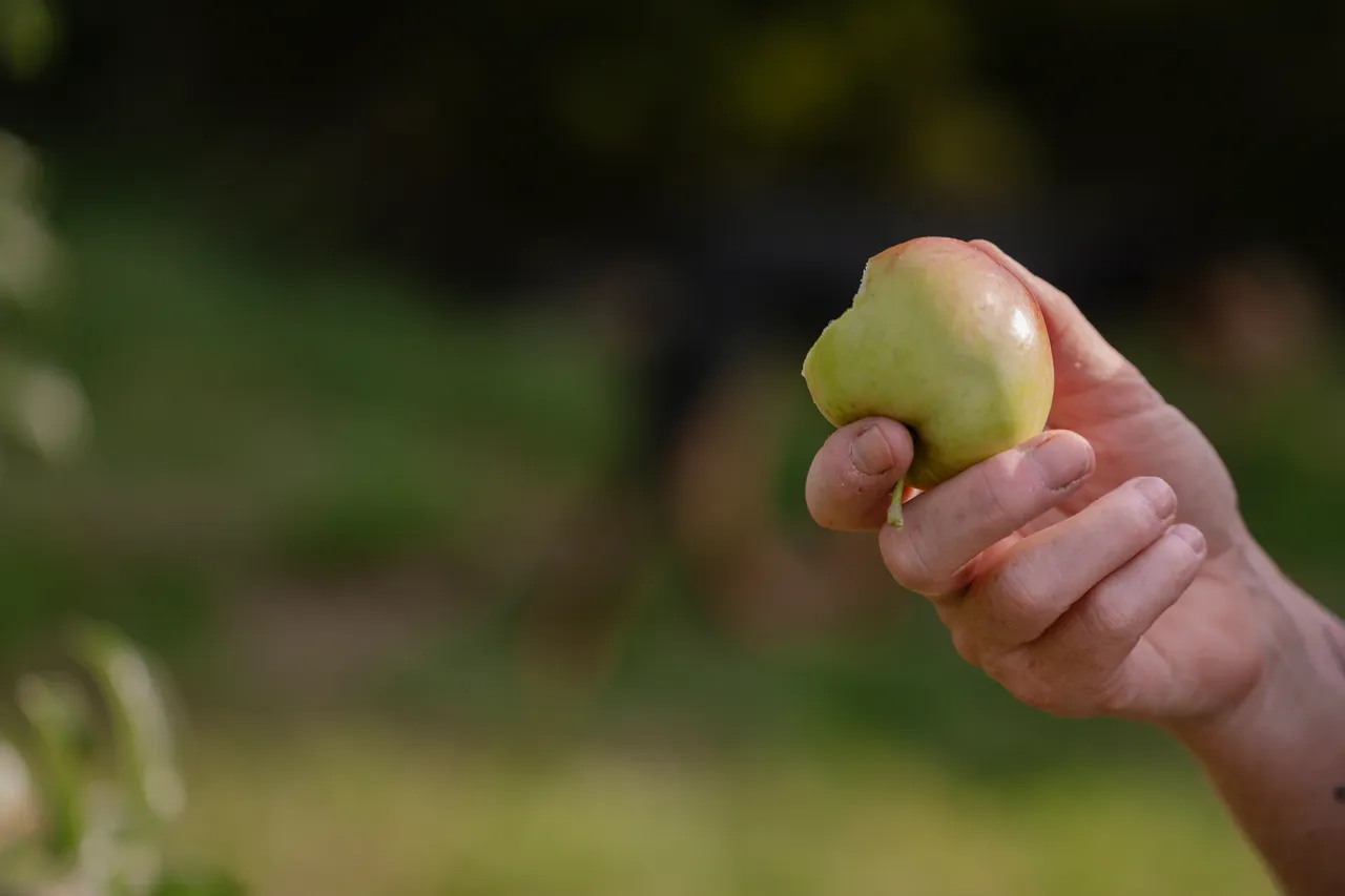 Cider Apple Picking