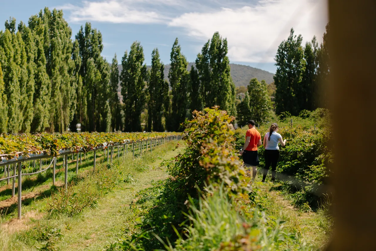 Berry Picking