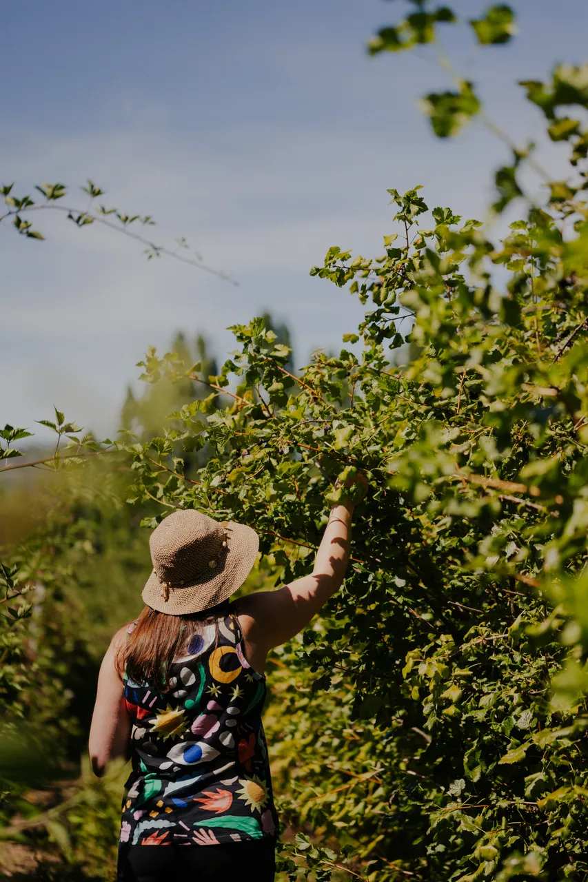 Berry Picking