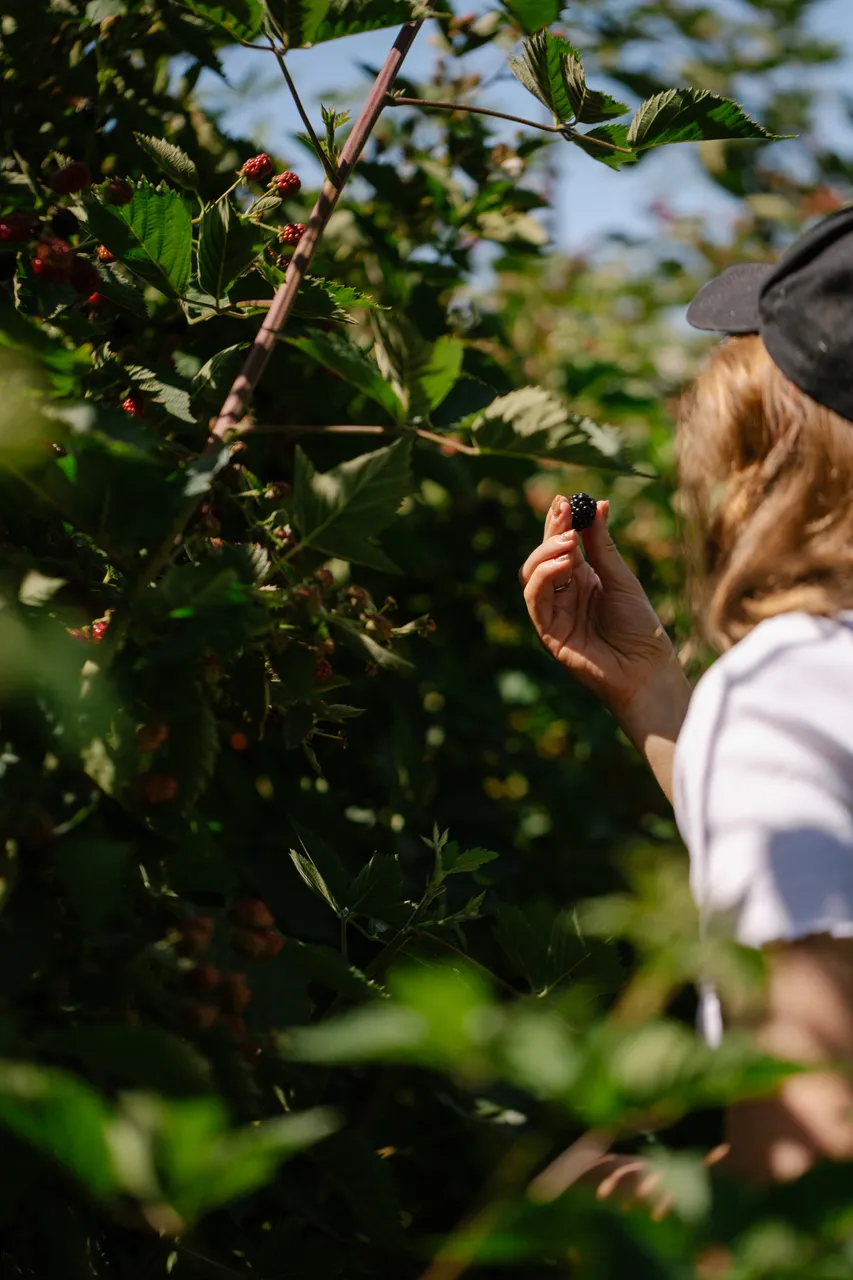 Berry Picking