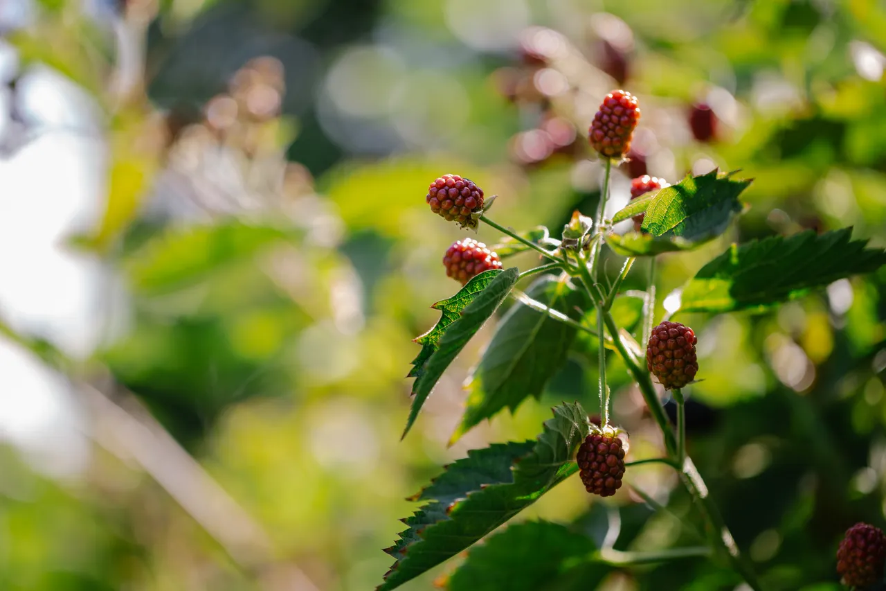 Loganberries