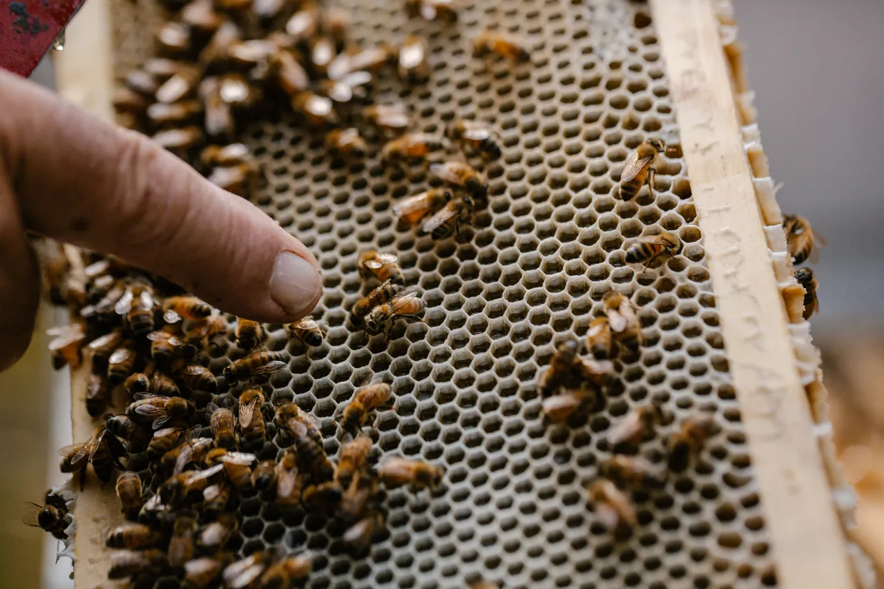 Beekeeping