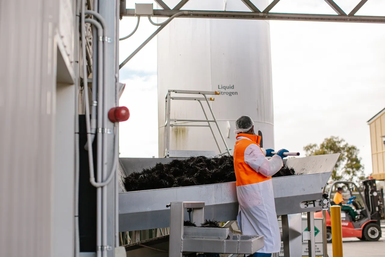 Sea Urchin Processing