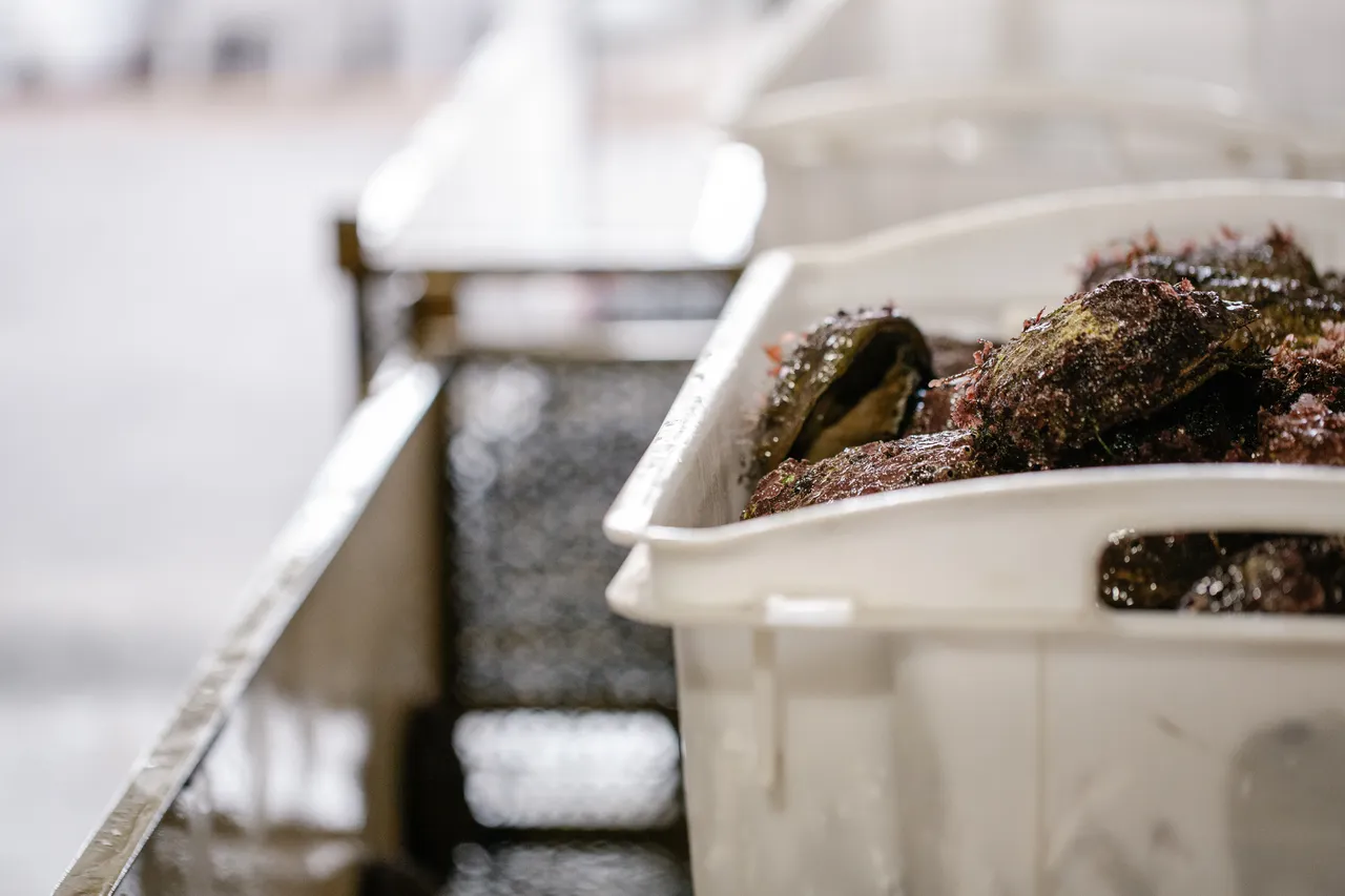 Abalone Processing